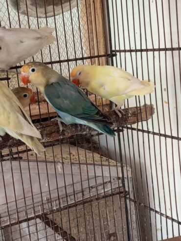 Ams aviary