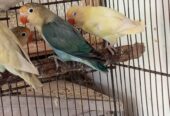 Ams aviary
