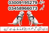Army Dog Center Peshawar 03459033016 ( Khoji Dogs Contact Number Peshawar)
