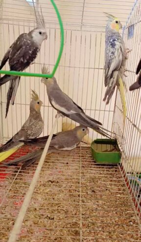 Coctail birds 5 pc available