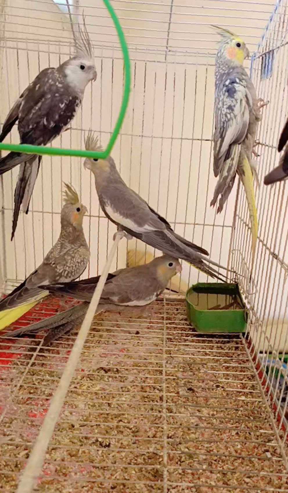 Coctail birds 5 pc available