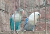 Lovebird pair with eggs