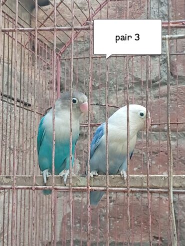 Lovebird pair with eggs
