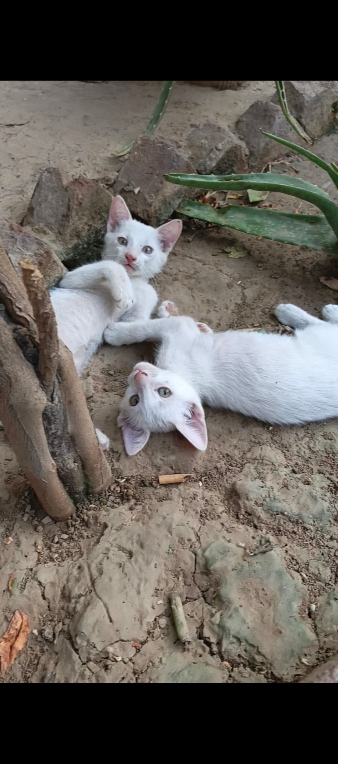 White cats domestic