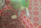 Talking Raw Parrot