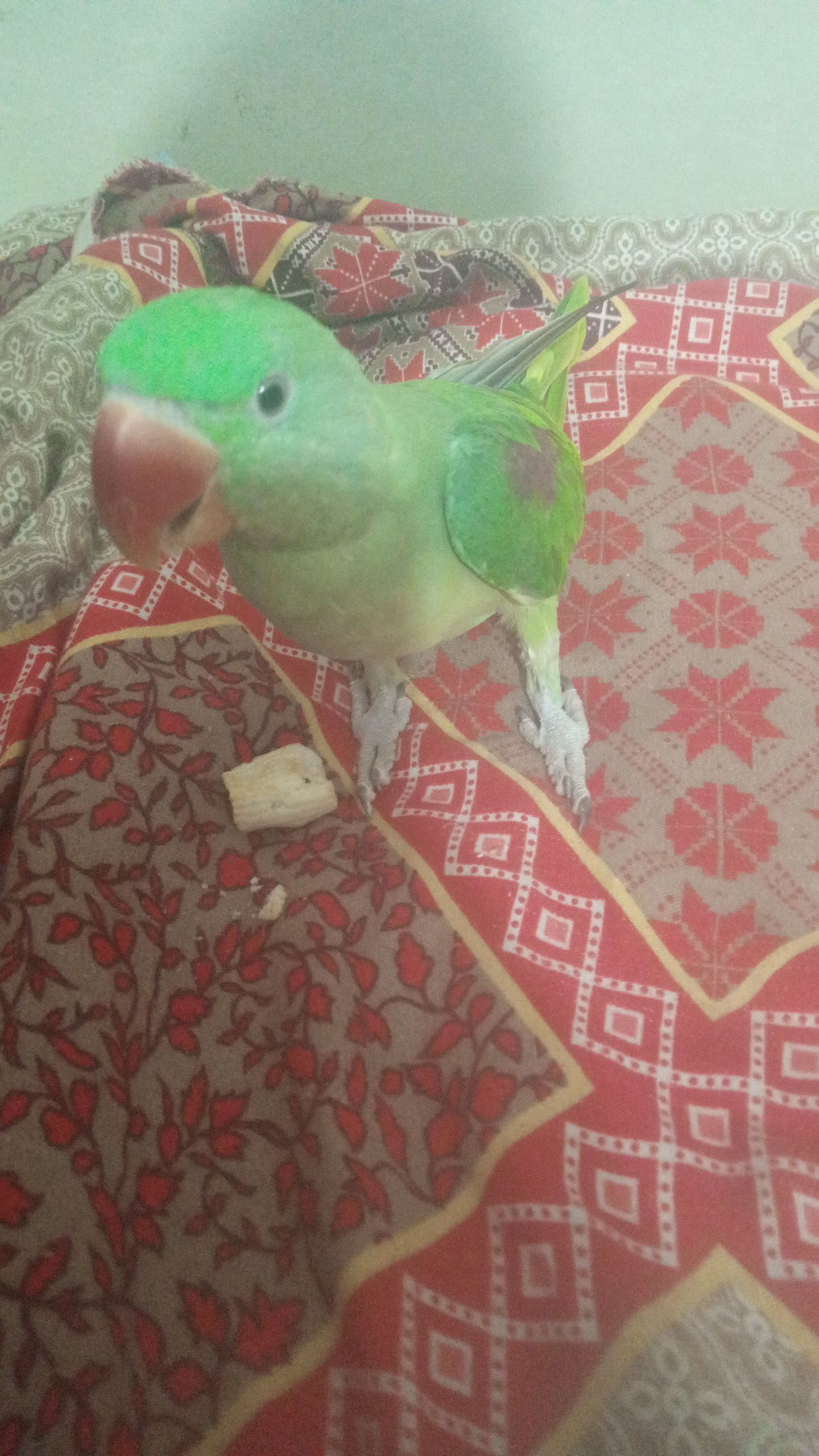 Talking Raw Parrot
