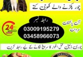 Army Dog Center Attock 03009195279 | Dog Centre Contact Number Attock