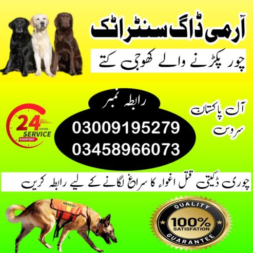 Army Dog Center Attock 03009195279 | Dog Centre Contact Number Attock