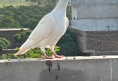 2 Qasid Females for sale