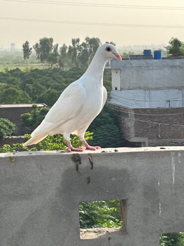 2 Qasid Females for sale