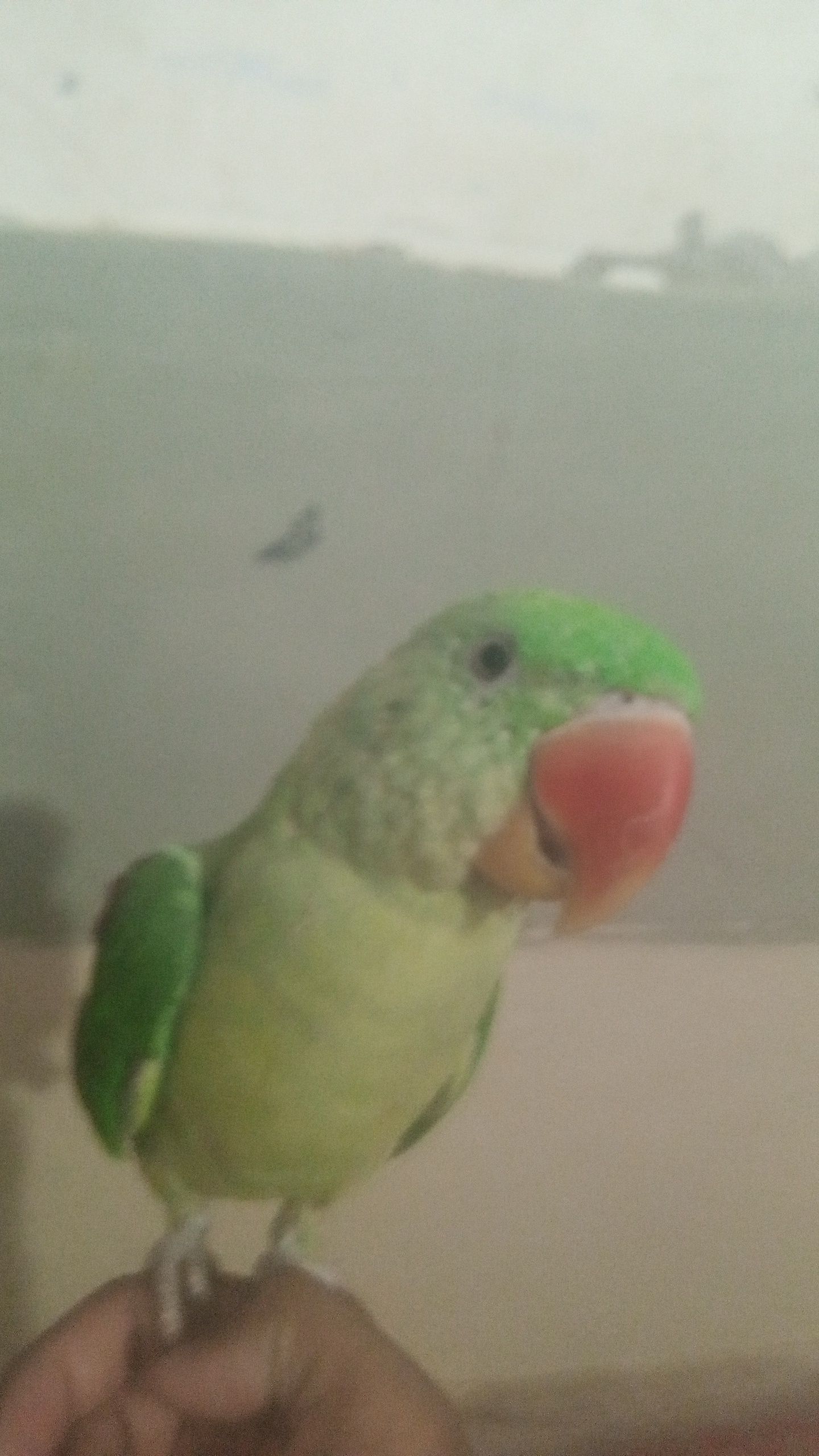 Talking Raw Parrot