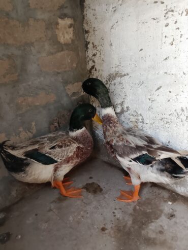 Pair