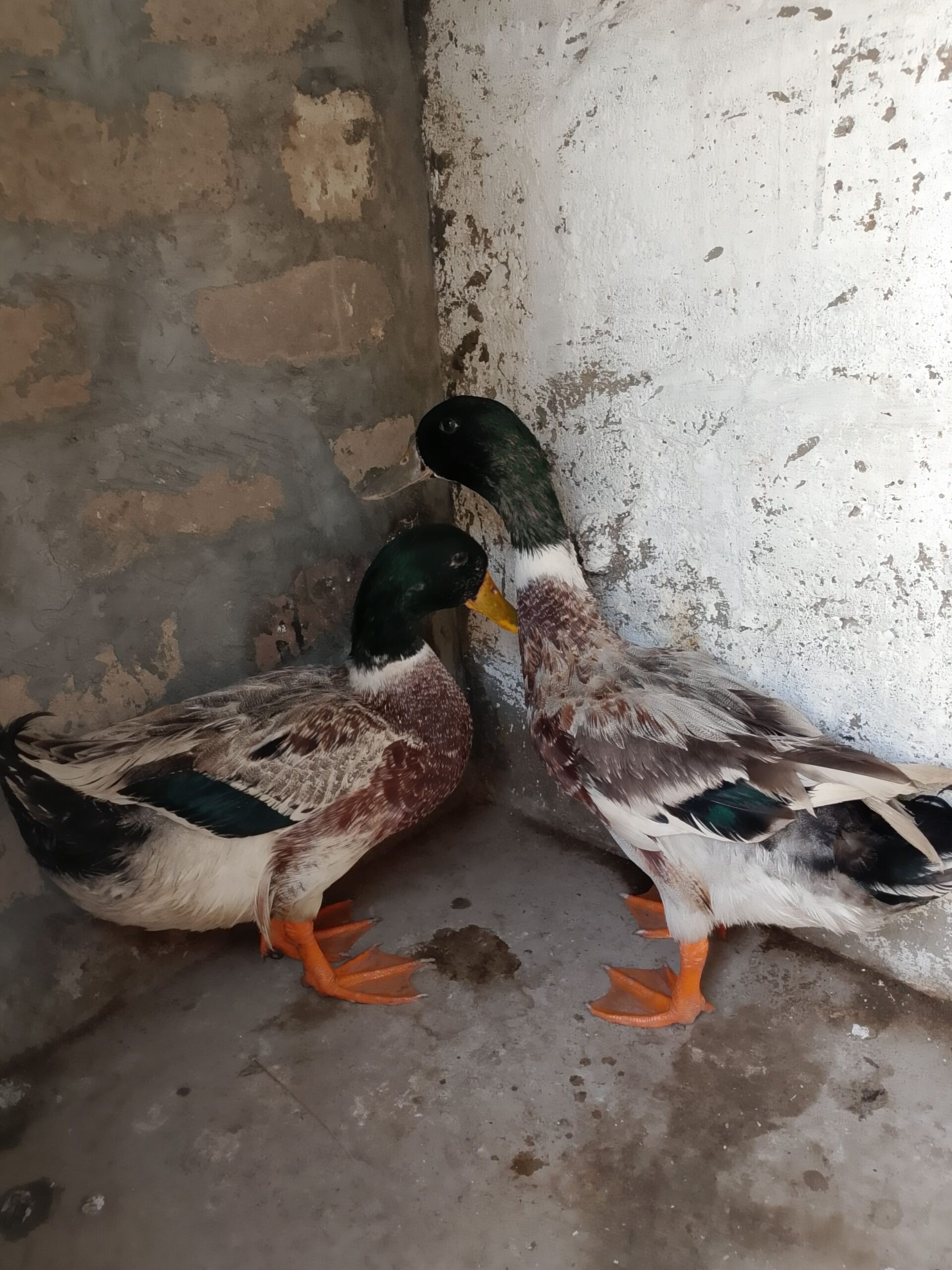 Pair