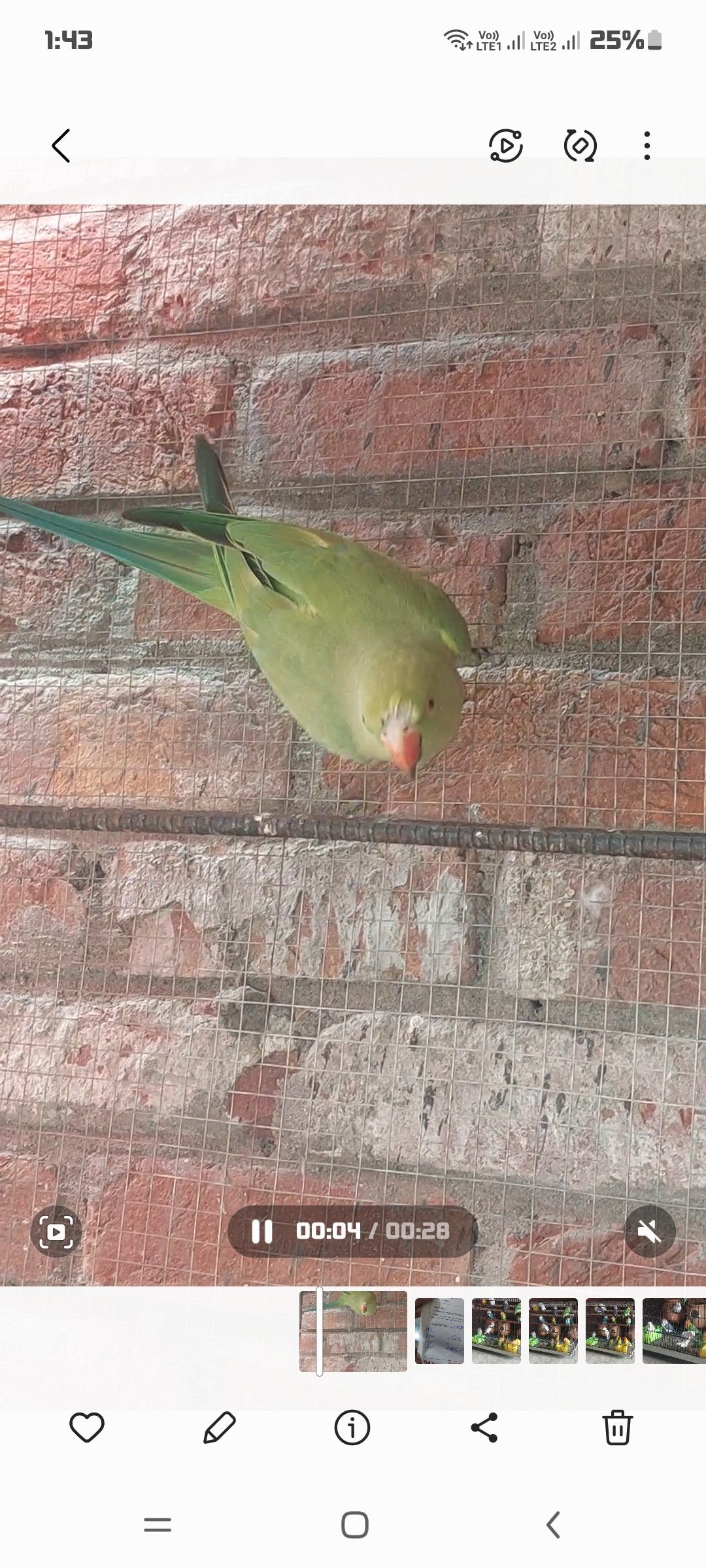 Green Neck parrot