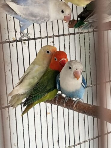 Ams aviary
