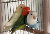 Ams aviary
