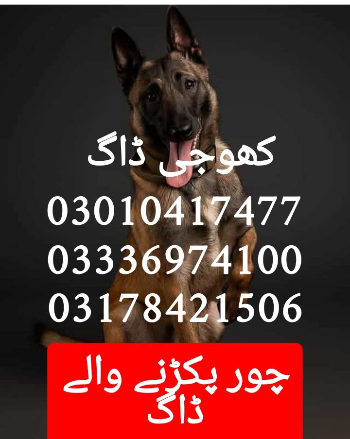 Army dog center okara 03010417477