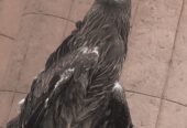 Male falcon