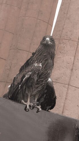 Male falcon