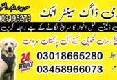 Army Dog Center Attock 03009195279 | Dog Centre Contact Number Attock