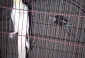 Cockateil breeder pair (red eye)