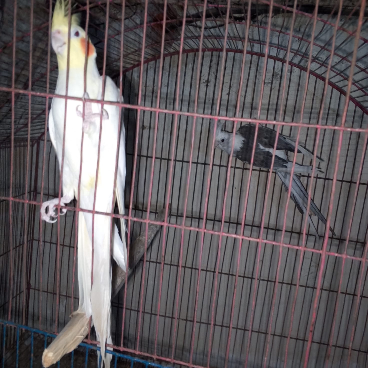 Cockateil breeder pair (red eye)
