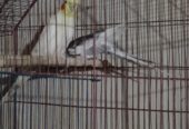 Cockateil breeder pair (red eye)
