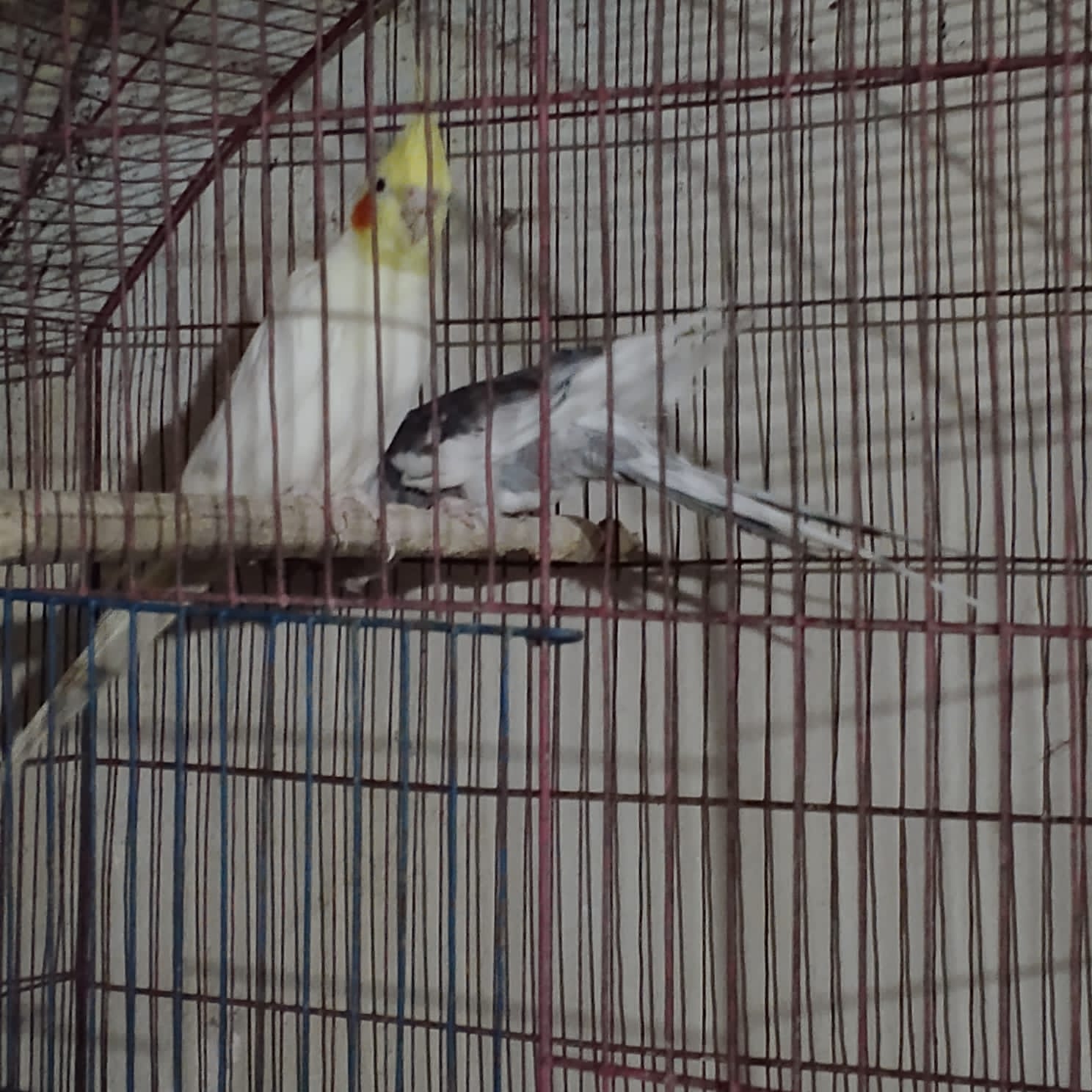 Cockateil breeder pair (red eye)