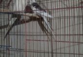 Cockateil breeder pair (red eye)