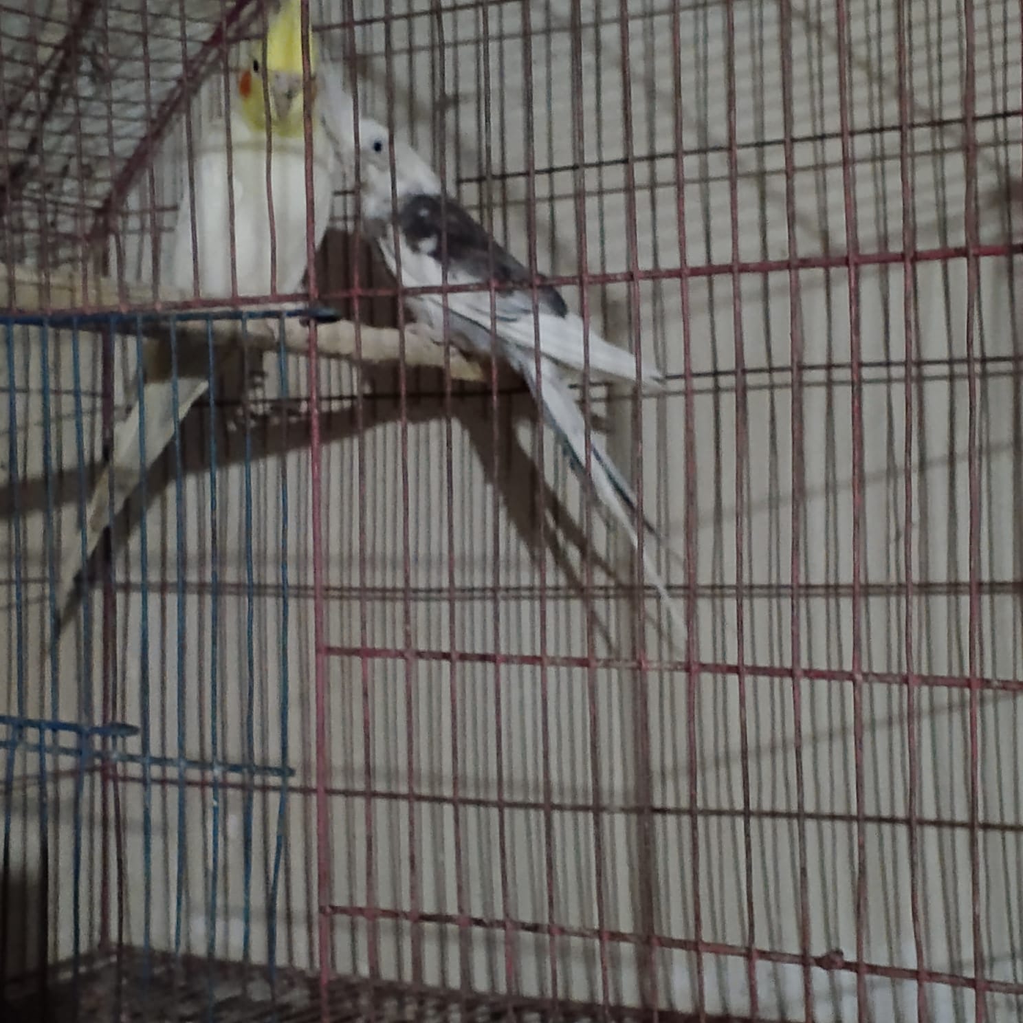 Cockateil breeder pair (red eye)