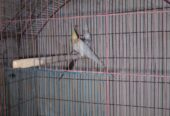 Cockateil breeder pair (red eye)