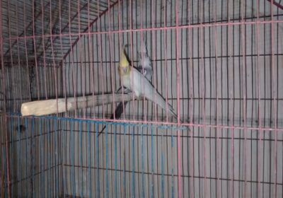 IMG-20250601-WA0058