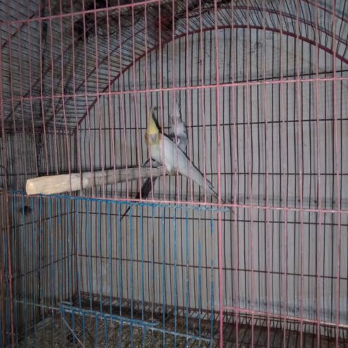 Cockateil breeder pair (red eye)