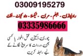 Khoji Dog Center Islamabad 03018665280 (کھوجی ڈاگ)