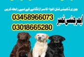 Army Dog Center Mardan 03458966073