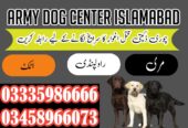 Khoji Dog Center Islamabad 03018665280 (کھوجی ڈاگ)