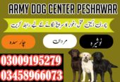 Army Dog Center Khyber_Pakhtunkhwa 03018665280