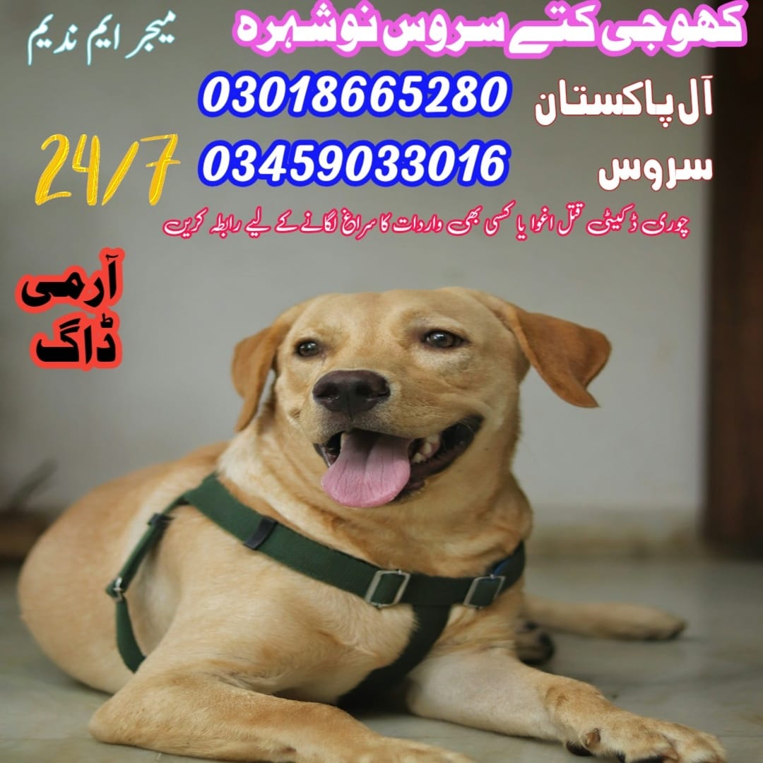 Khoji Dog Center Nowshera 03018665280 (Khoji Kutte)