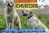 Army Dog Center Charsadda 03018665280 | کھوجی ڈاگ