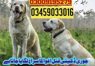 WhatsApp-Image-2024-06-12-at-12.53.37_242497f3