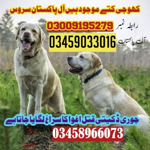 Army Dog Center Charsadda 03018665280 | کھوجی ڈاگ