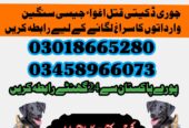 Army Dog Center Islamabad 03458966073