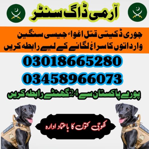 Army Dog Center Islamabad 03458966073