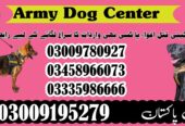 Army Dog Center Swabi 03458966073 | Khoji Dogs In Swabi
