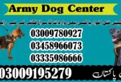 Army Dog Center Mardan 03458966073