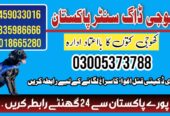 Khoji Dog Center Nowshera 03018665280 (Khoji Kutte)