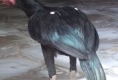 Thai aseel patha for sale in sialkot