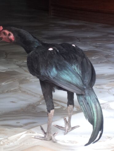 Thai aseel patha for sale in sialkot