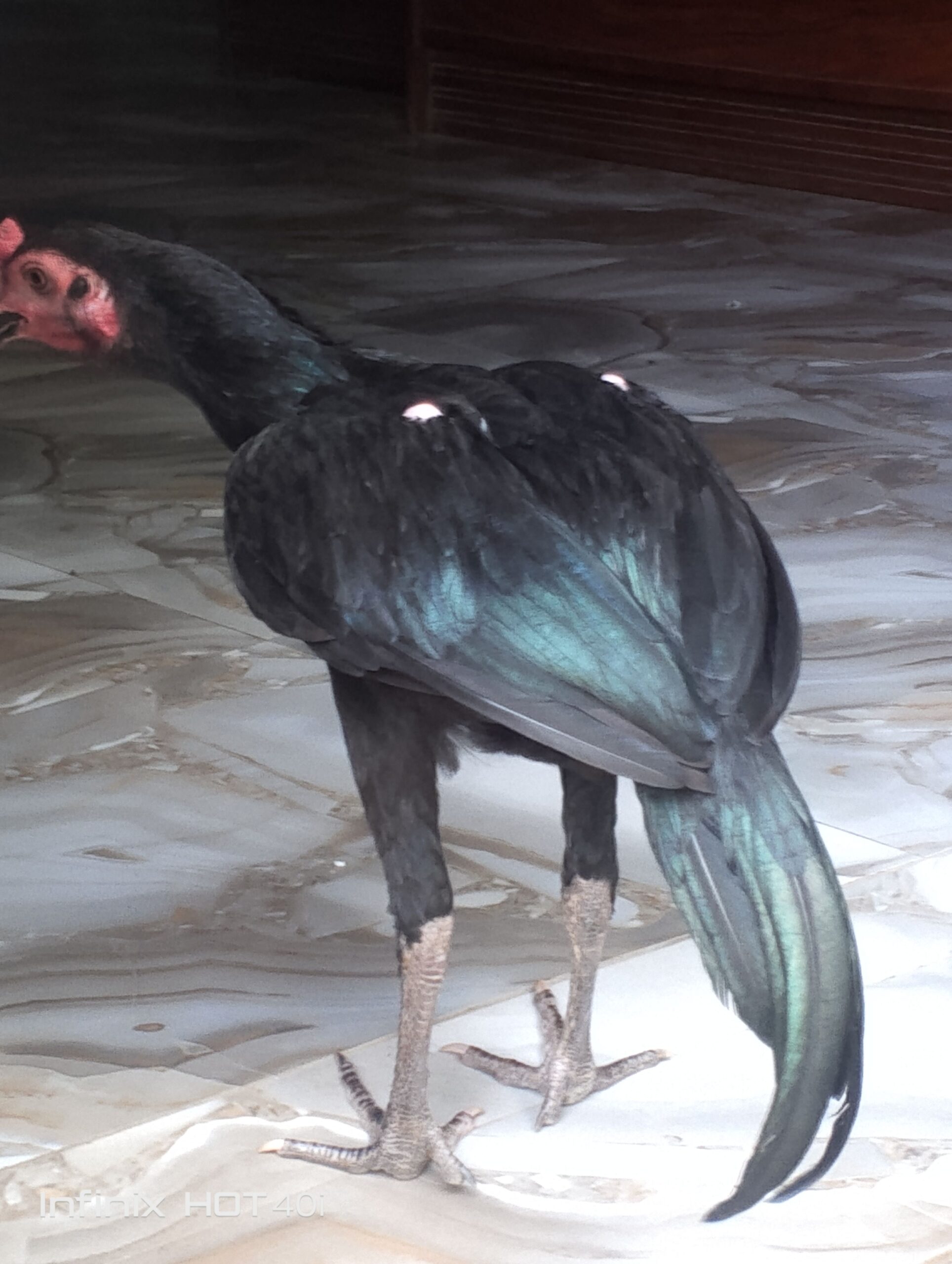 Thai aseel patha for sale in sialkot