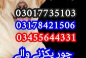 Army dog center sindh 03017735103